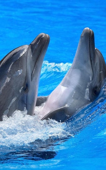 Image 0 for Dolphins Live Wallpaper