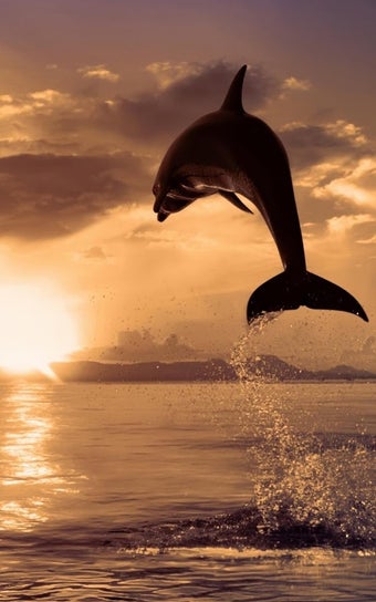 Image 3 for Dolphins Live Wallpaper