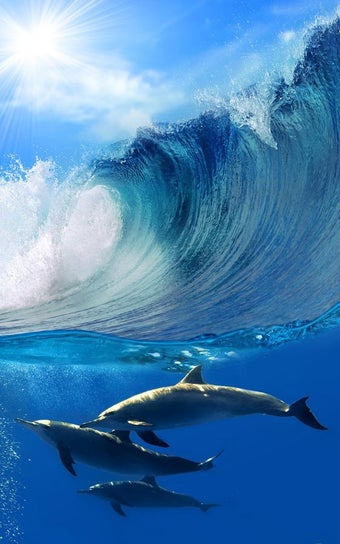 Image 1 for Dolphins Live Wallpaper