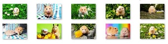 Image 0 for Cute Hamsters Windows 7 T…