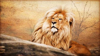 Imagen 2 para Lion Live Wallpaper