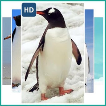 Image 2 for Penguin Live Wallpaper
