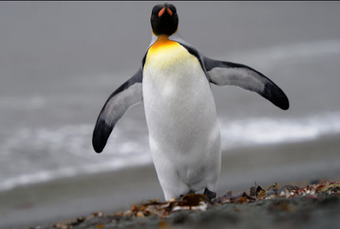 Image 3 for Penguin Live Wallpaper