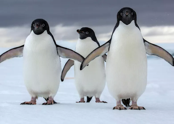 Image 1 for Penguin Live Wallpaper