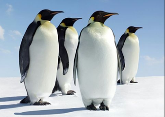 Image 0 for Penguin Live Wallpaper