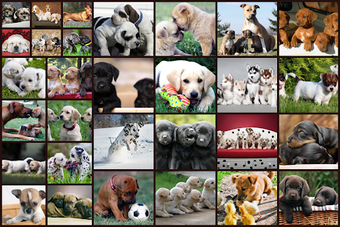 Image 3 for Dogs Jigsaw Puzzles Game …