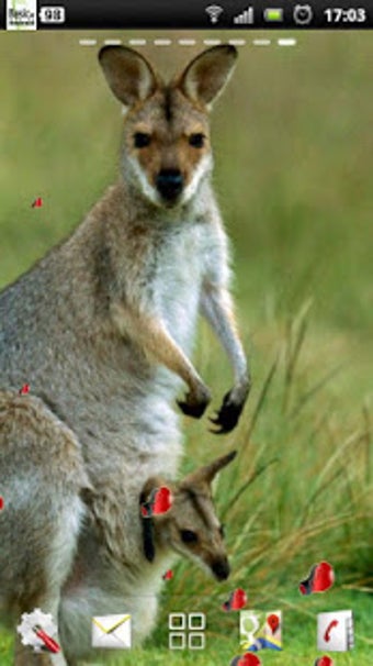 Image 0 for kangaroo live wallpaper