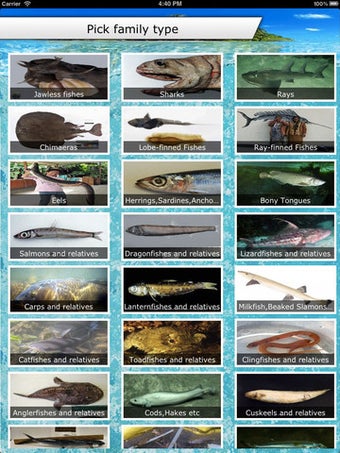 Image 2 for Fish ID