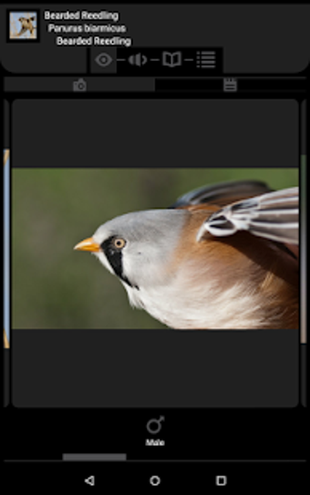Image 3 for Ornithopedia Europe