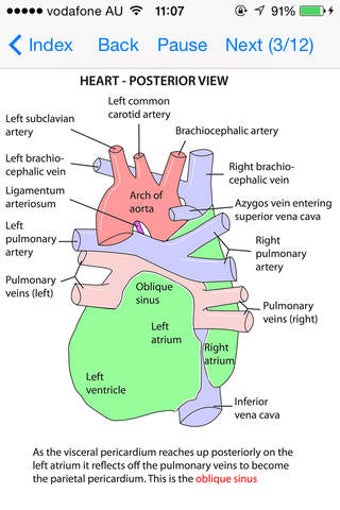 Image 0 for Anatomy Lectures Thorax a…