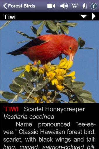 Image 0 for Bird ID Hawaii for iPhone