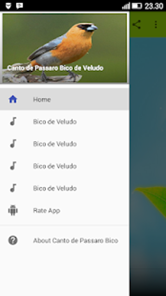 Imagen 1 para Cantos Passaro Bico de Ve…