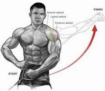 Image 0 for Gym Workout Exercises