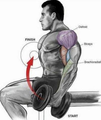 Image 1 for Gym Workout Exercises