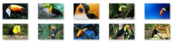 Imagen 0 para Toucan Bird Windows 7 The…