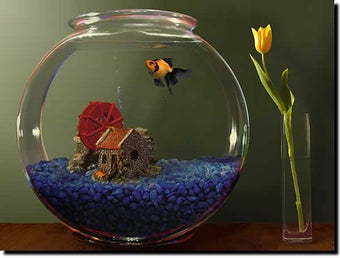 Image 3 for Goldfish Aquarium