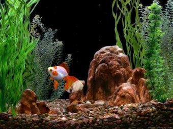 Image 1 for Goldfish Aquarium