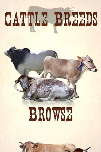 Imagen 0 para Cattle Breeds: Various Ty…