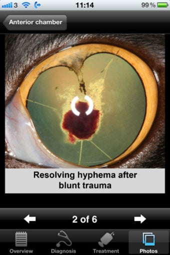 Image 0 for Feline Ophthalmology
