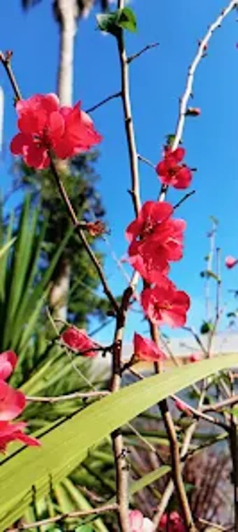 Image 0 for NoCamera