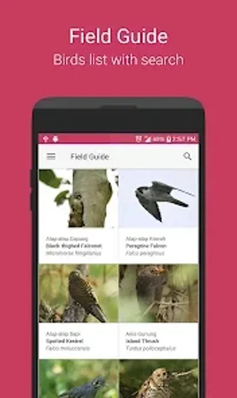 Imagen 0 para Burungnesia 3.0