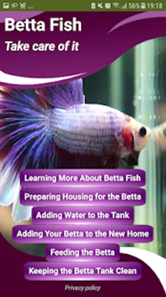 Image 0 for Betta Fish