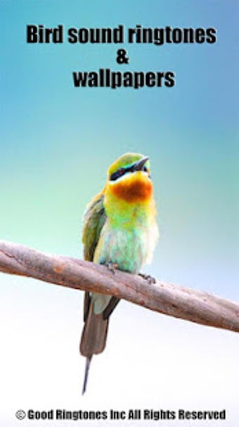 Image 1 for Bird Sound Ringtones & Wa…