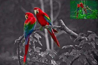 Image 0 for Splash - Color effects fo…
