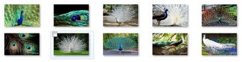 Image 0 for Peacock Windows 7 Theme