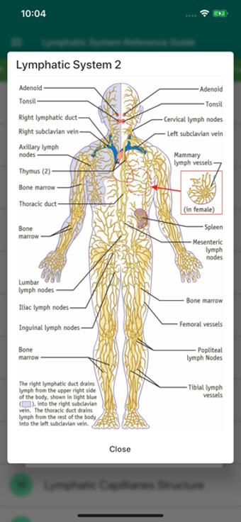 Image 1 for Lymphatic System Referenc…
