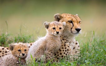 Image 1 for Cheetah Live Wallpaper (W…