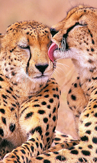 Image 0 for Cheetah Live Wallpaper (W…