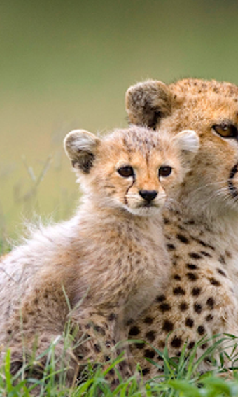 Image 3 for Cheetah Live Wallpaper (W…