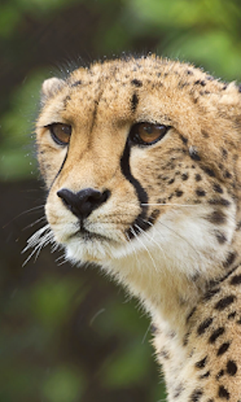Image 2 for Cheetah Live Wallpaper (W…