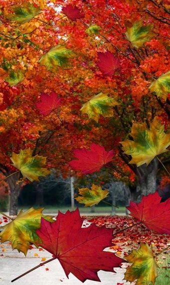 Imagen 3 para Fall Live Wallpaper