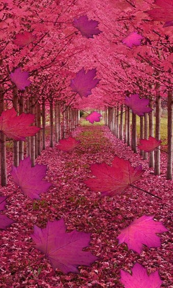 Imagen 2 para Fall Live Wallpaper