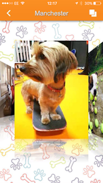 Image 0 for Manchester&Cheshire Dogs …