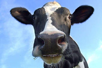 Image 0 for Talking Cow