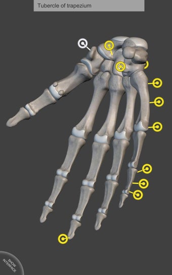 Imagen 3 para Muscle | Skeleton - 3D At…