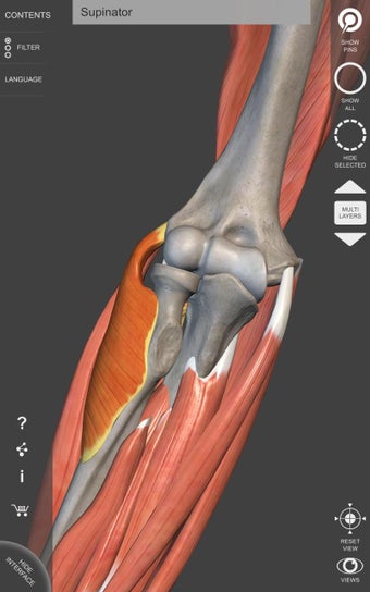 Imagen 1 para Muscle | Skeleton - 3D At…