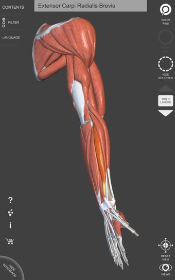 Imagen 2 para Muscle | Skeleton - 3D At…