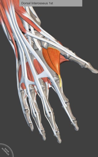 Imagen 0 para Muscle | Skeleton - 3D At…