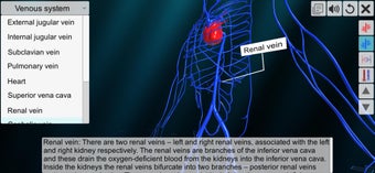 Image 2 for Vascular system