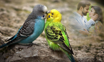 Image 1 for Love Birds Photo Frames