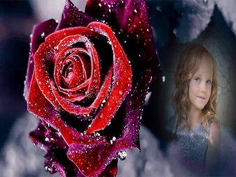Imagen 1 para Rose Photo Frames