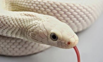 Imagen 0 para Snake Wallpaper HD