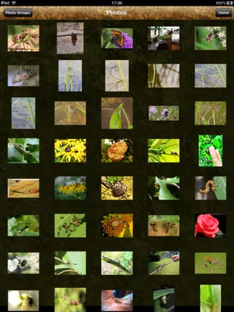 Image 4 for MiniBeast Hunt