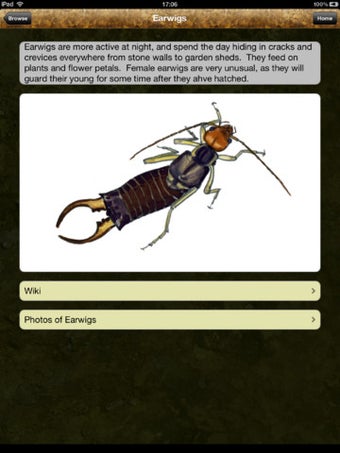 Image 1 for MiniBeast Hunt
