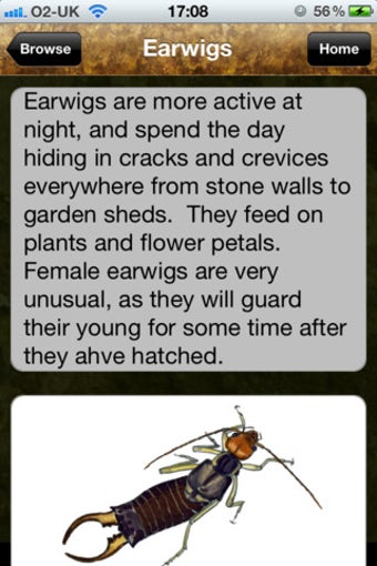 Image 0 for MiniBeast Hunt