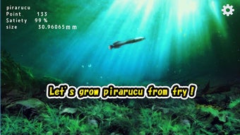 Image 0 for Pirarucu rising from fry